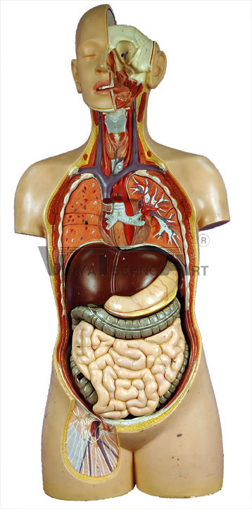 Internal Organs